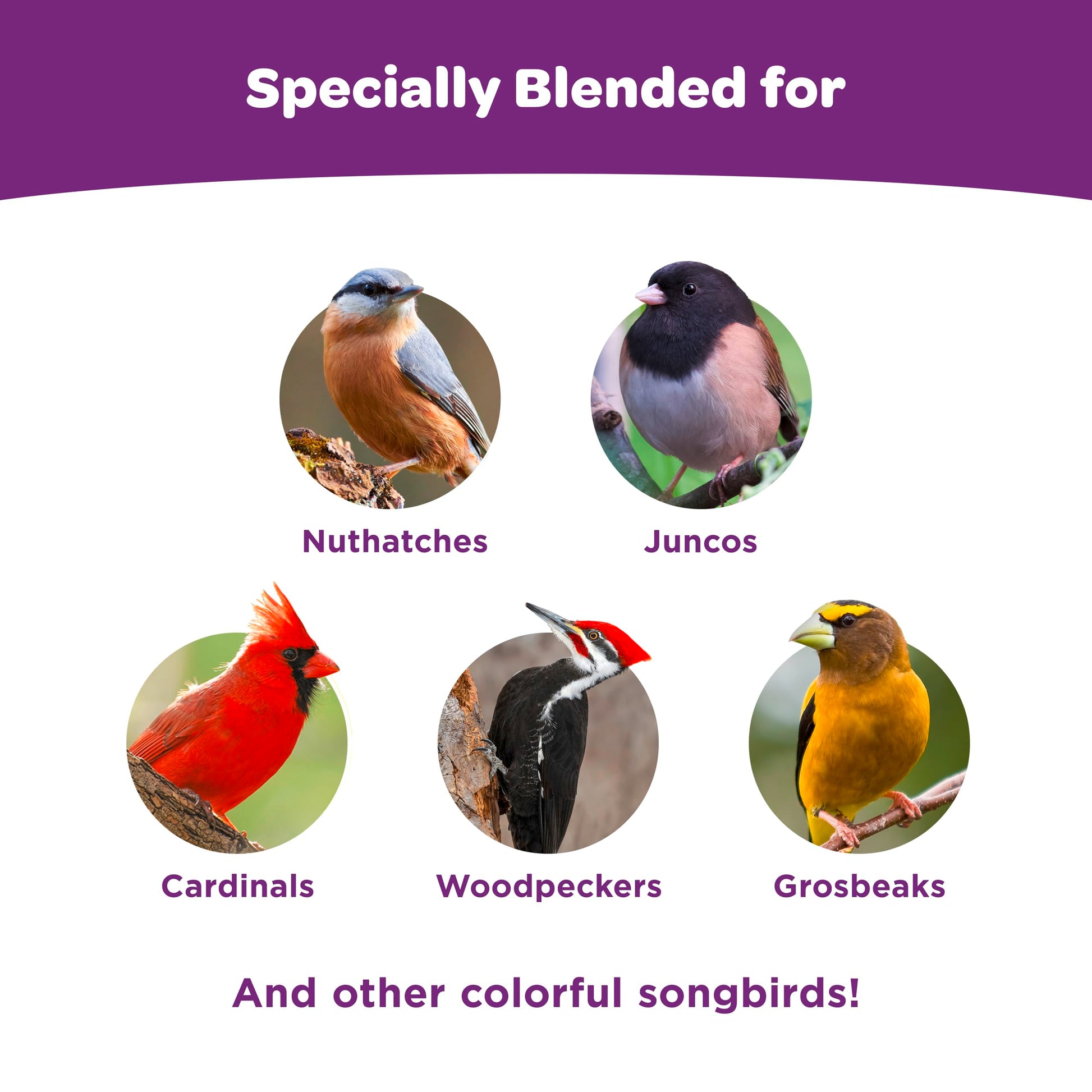 Nut & Fruit Wild Bird Seed 5 lb