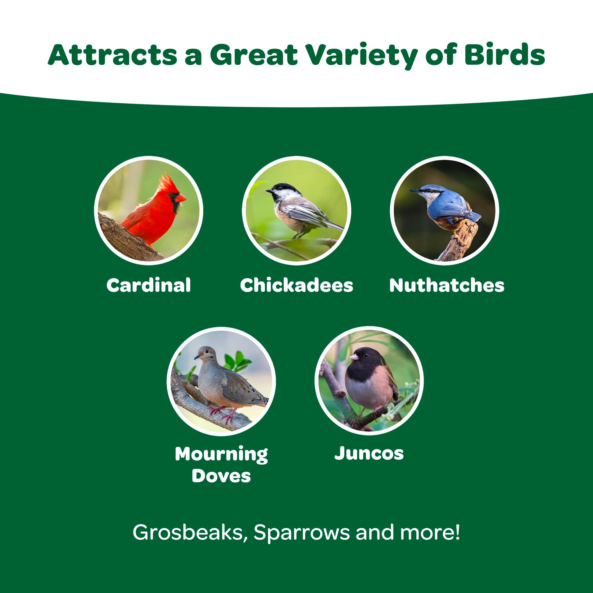 Wild Bird Basic Seed 10 lb