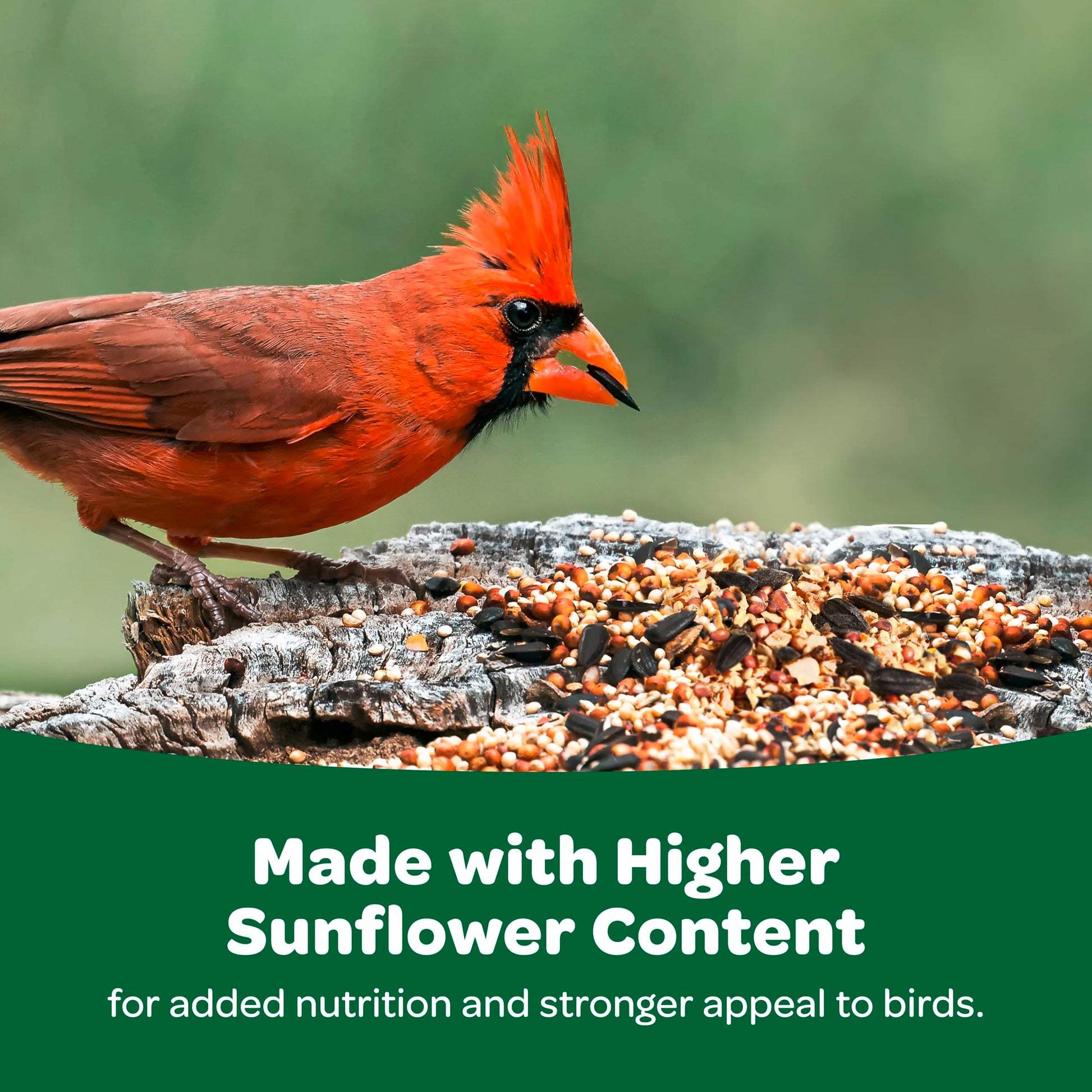 Wild Bird Basic Seed 10 lb