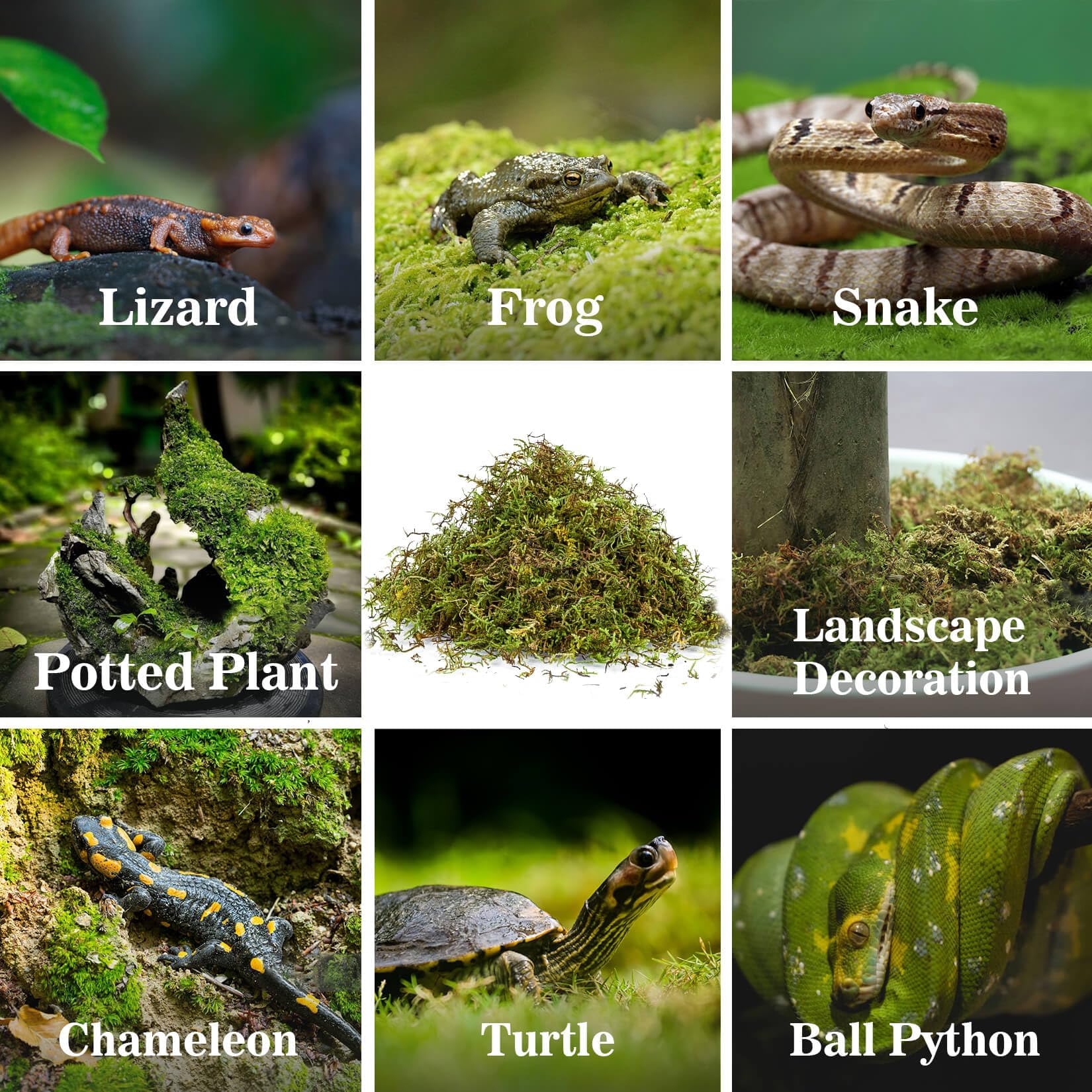 Moss for Reptiles - Terrarium Reptiles Moss Green Dried