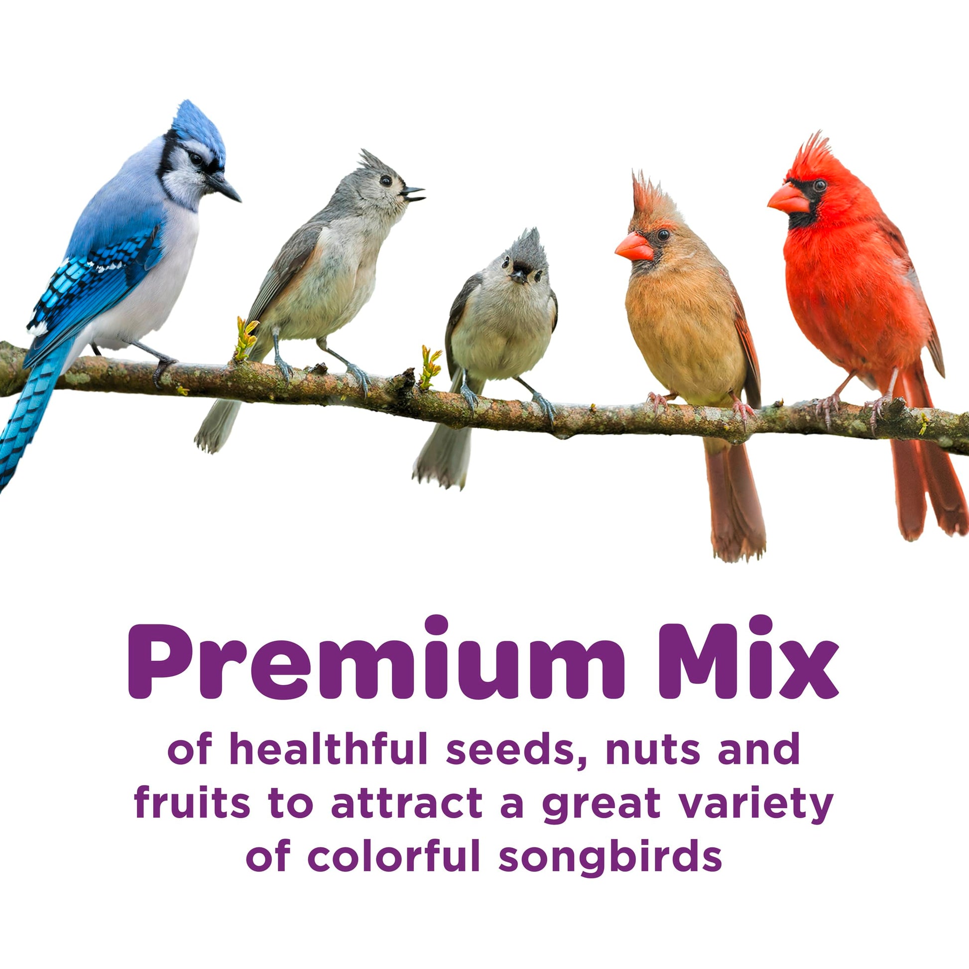 Nut & Fruit Wild Bird Seed 5 lb