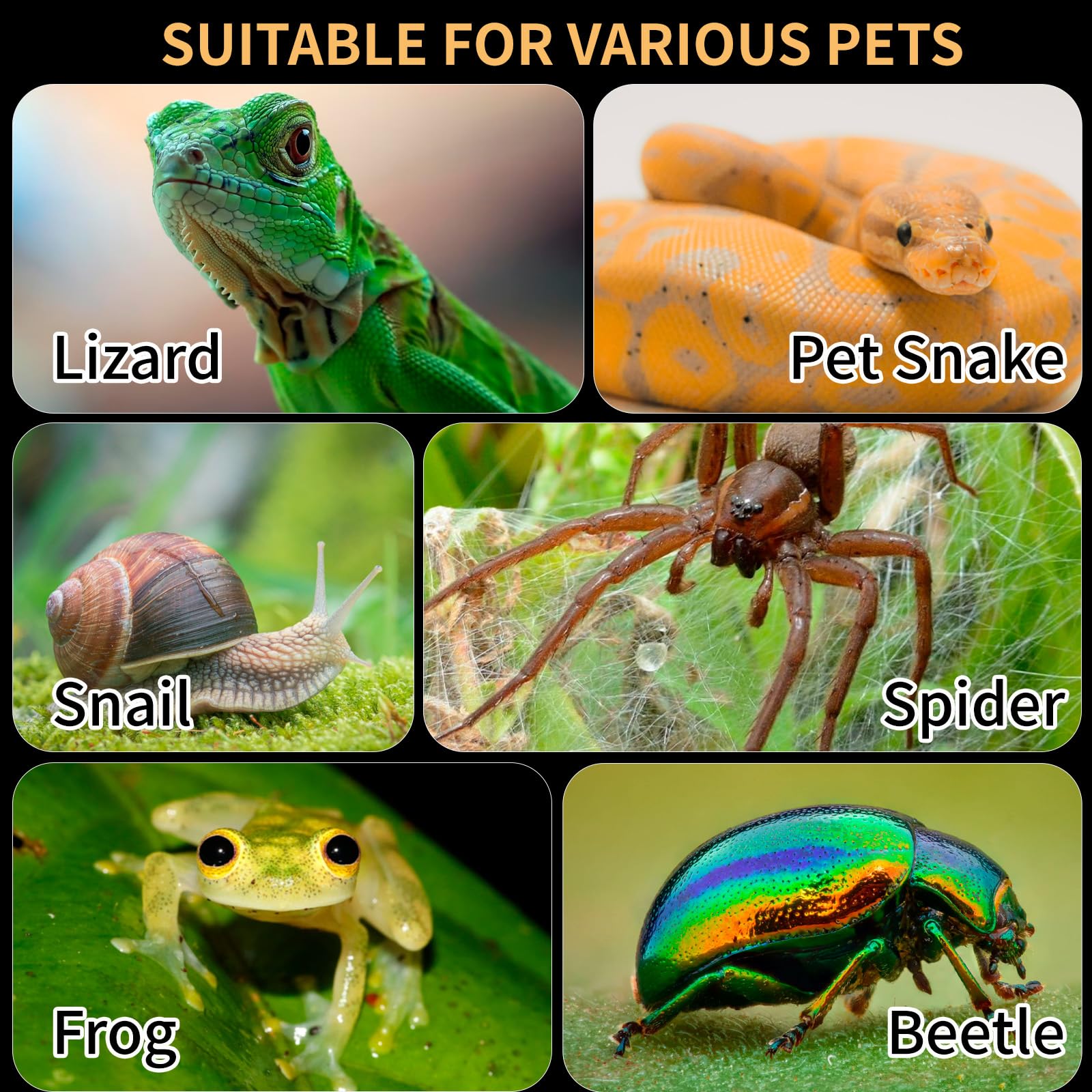 Reptile Terrarium Easy Assembly, 360° Clear