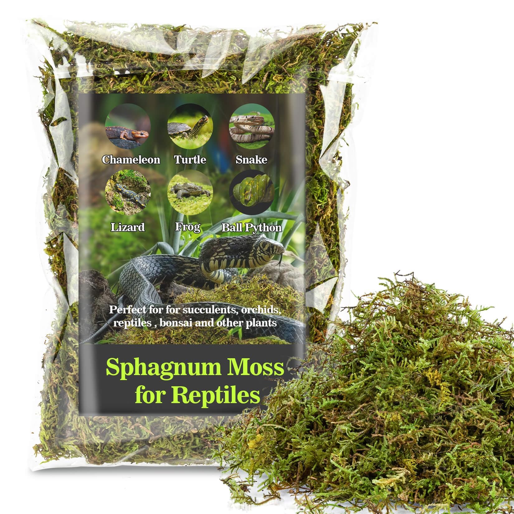 Moss for Reptiles - Terrarium Reptiles Moss Green Dried