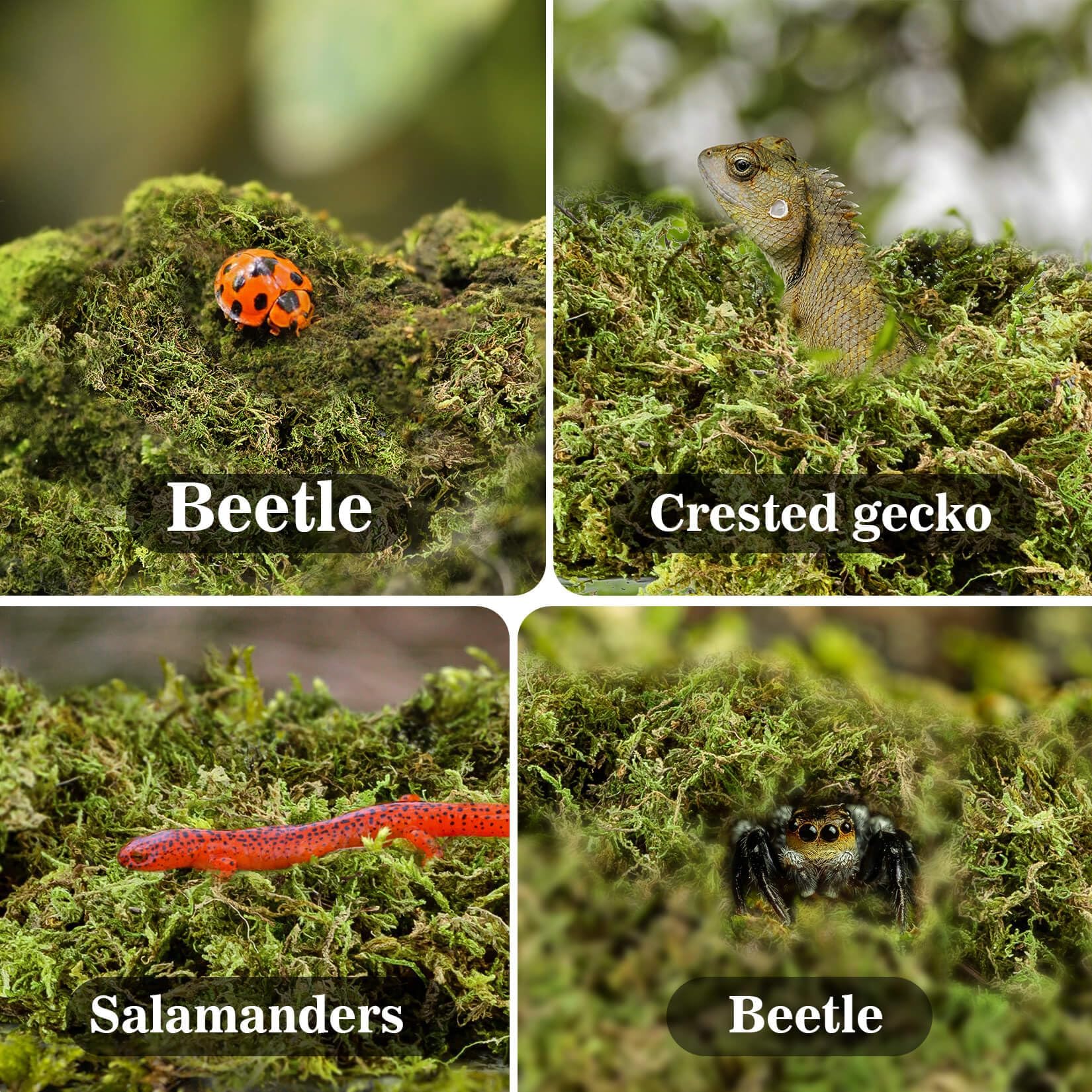 Moss for Reptiles - Terrarium Reptiles Moss Green Dried