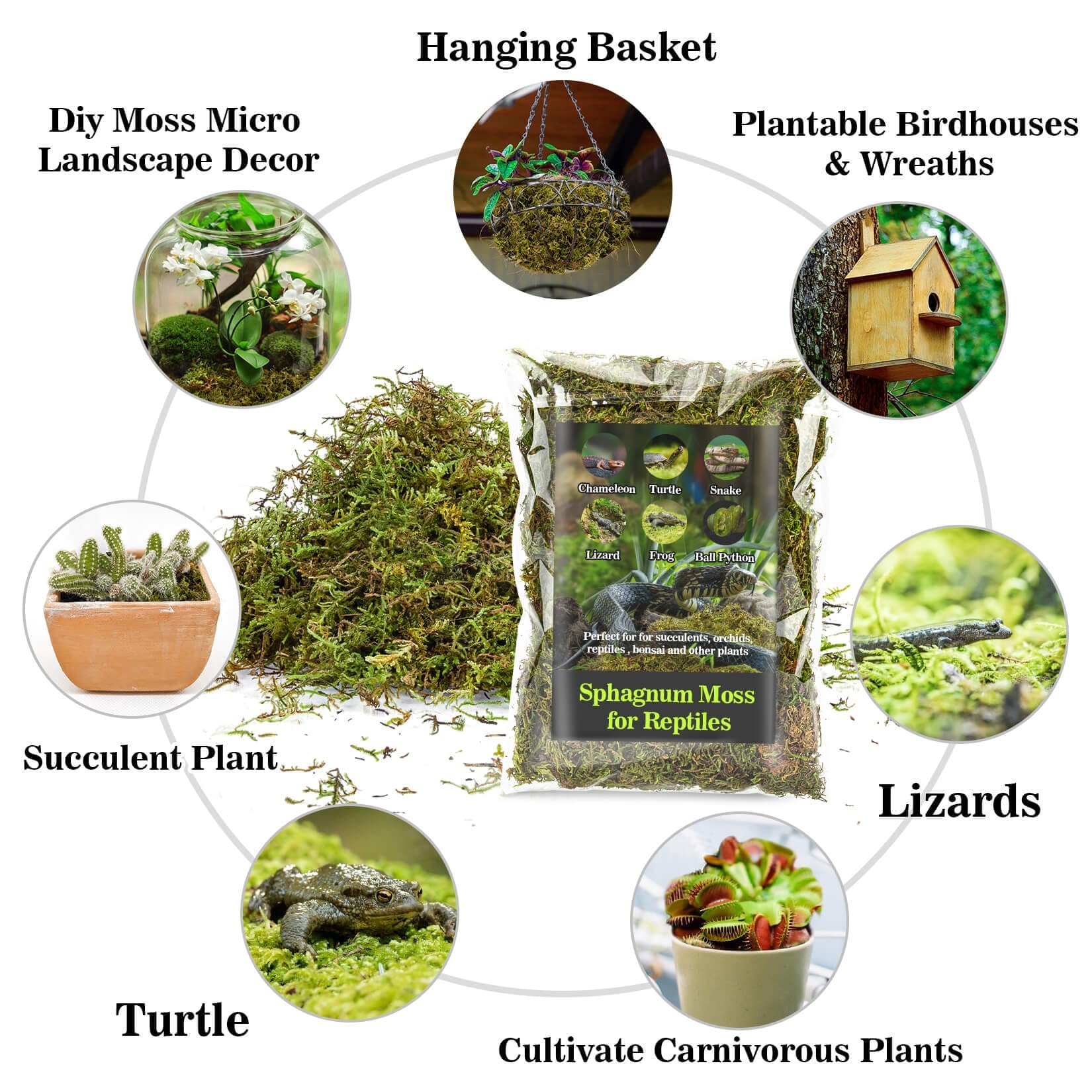 Moss for Reptiles - Terrarium Reptiles Moss Green Dried