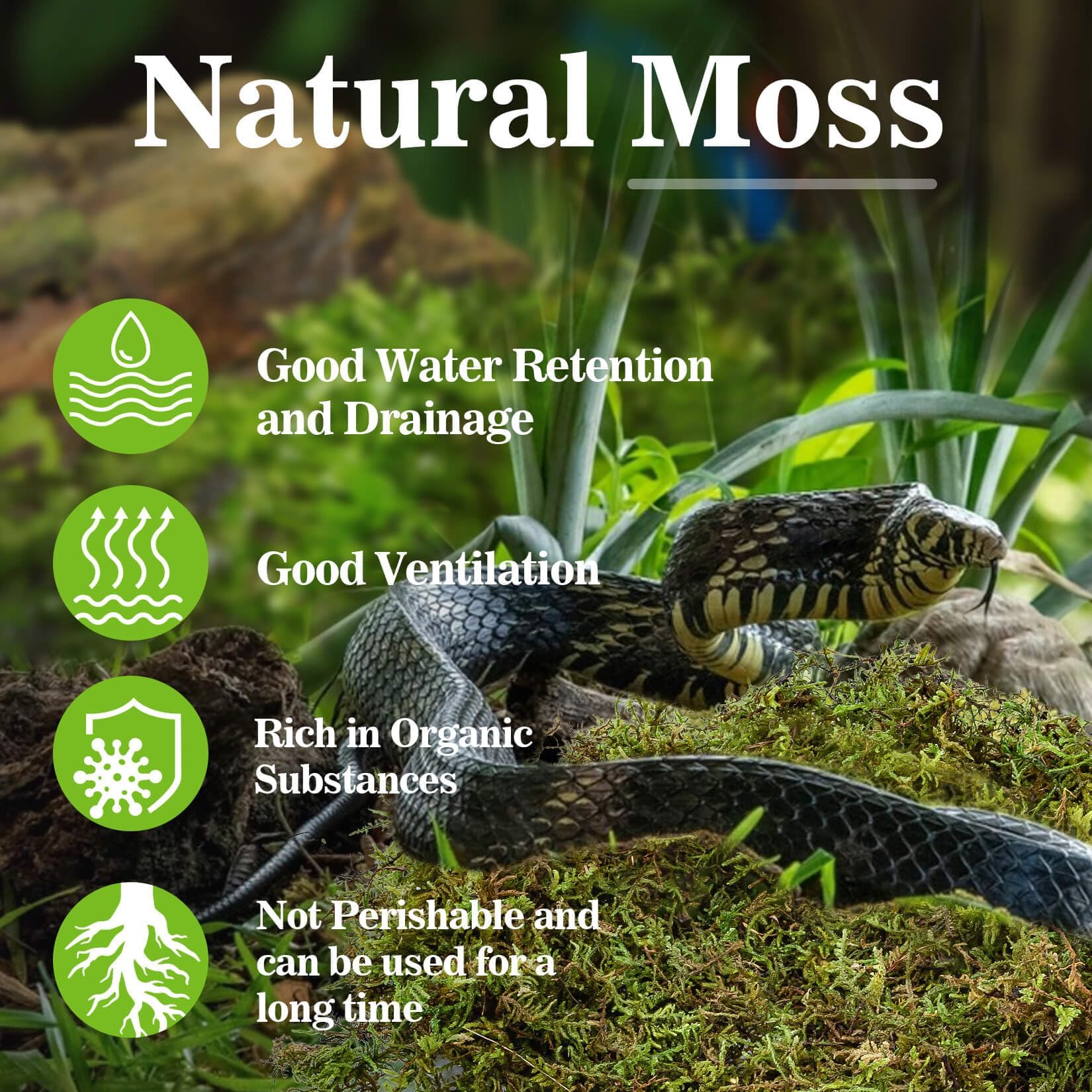 Moss for Reptiles - Terrarium Reptiles Moss Green Dried