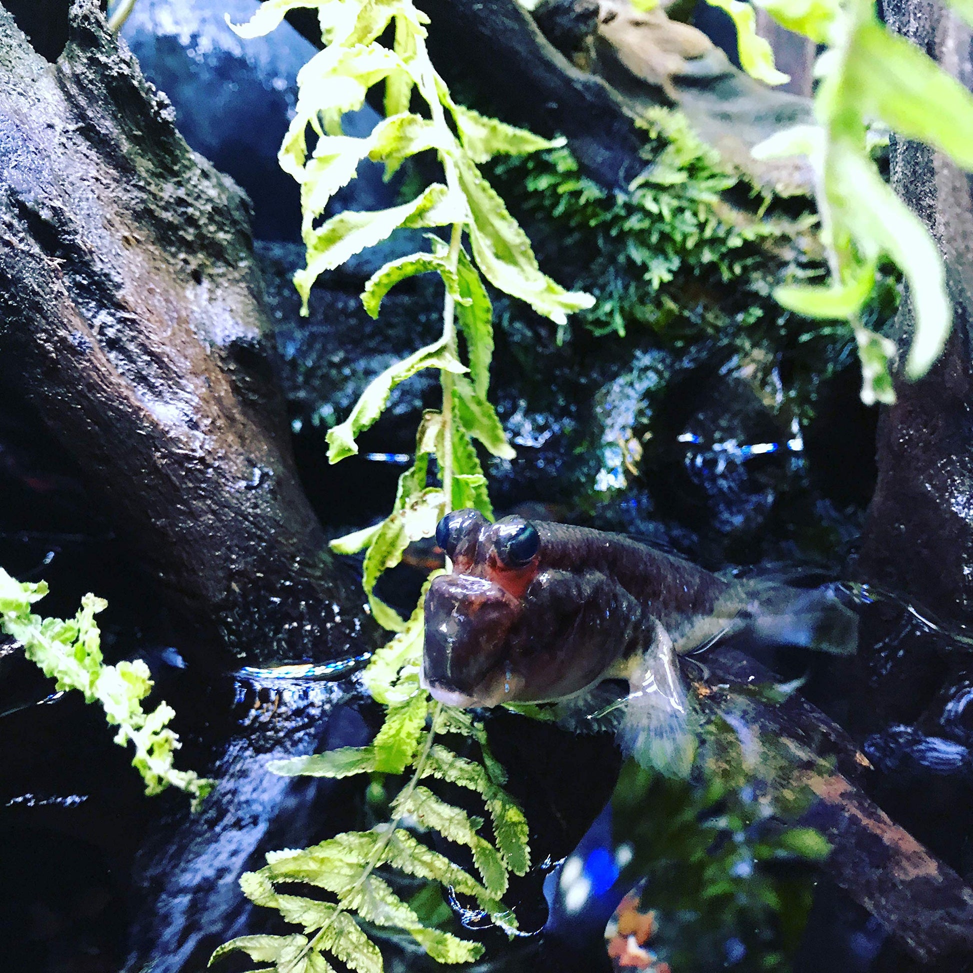 Fresh and Saltwater Conditioner