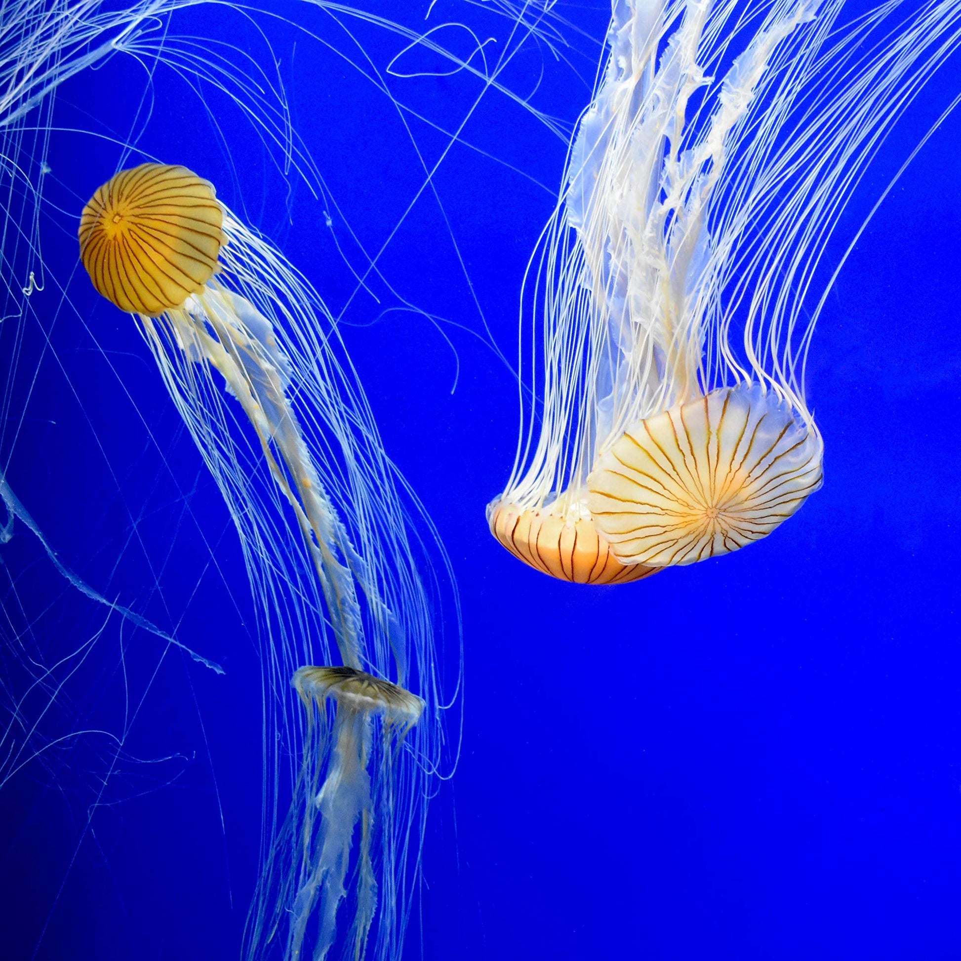 Fresh and Saltwater Conditioner