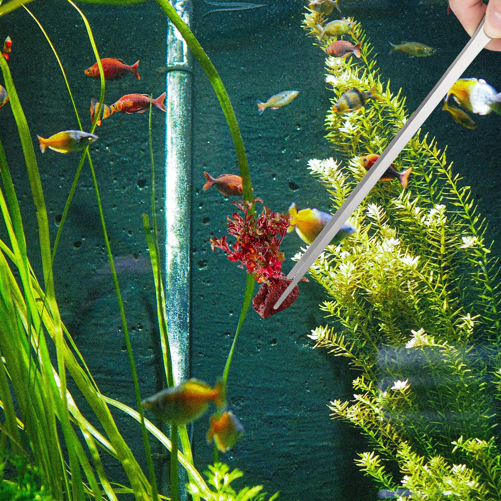 2PCS Long Aquarium Tweezers - 10.6" Straight and Curved Tweezers, Stainless Steel Reptile Feeding tongs