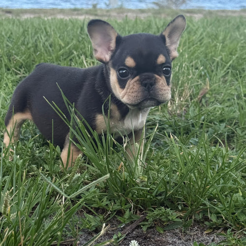 Nino- AKC Registered Male French Bulldog - DOB:(3/20/2026)