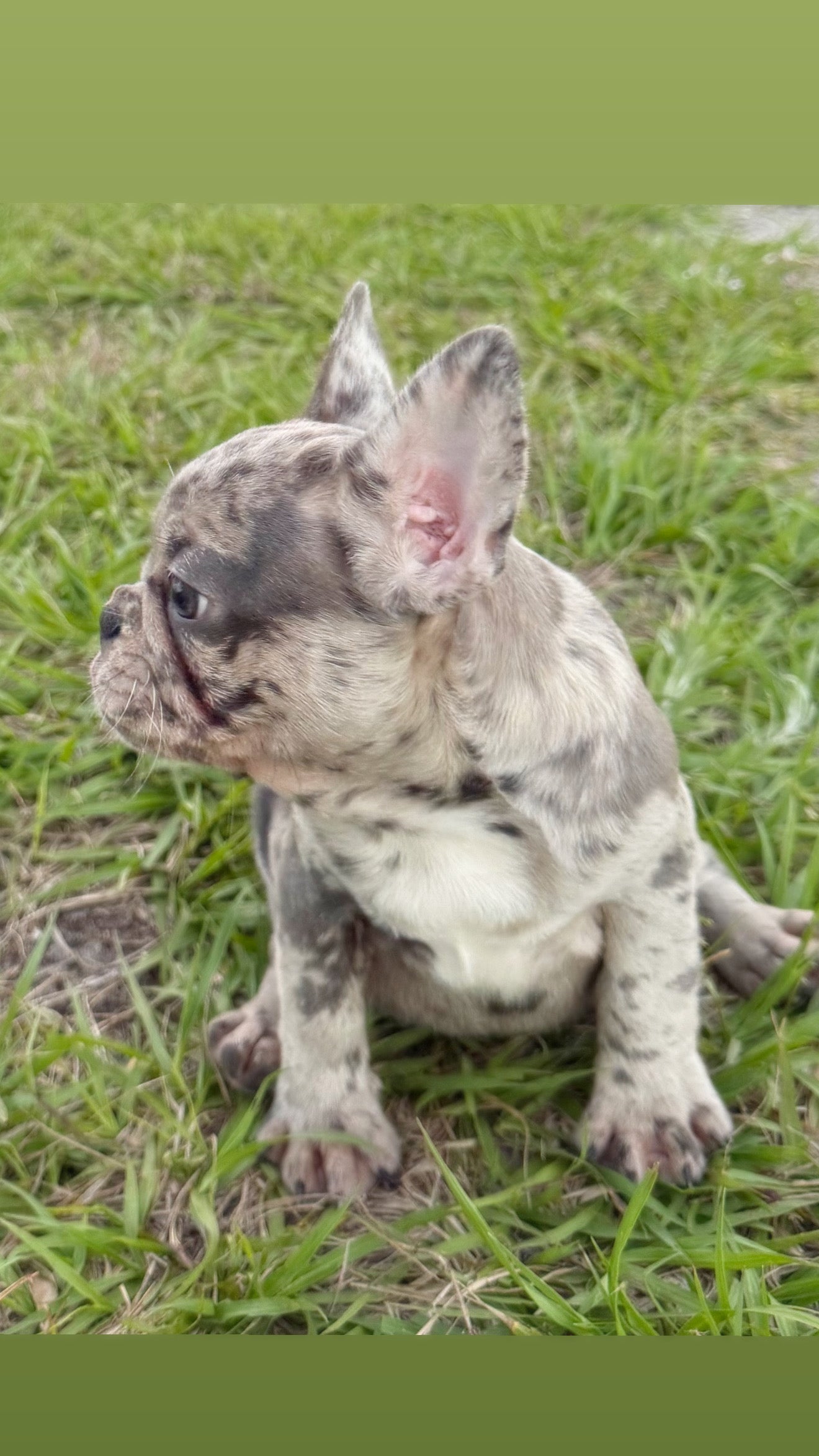 Denim - AKC Registered Female French Bulldog- DOB: (12/22/2025)