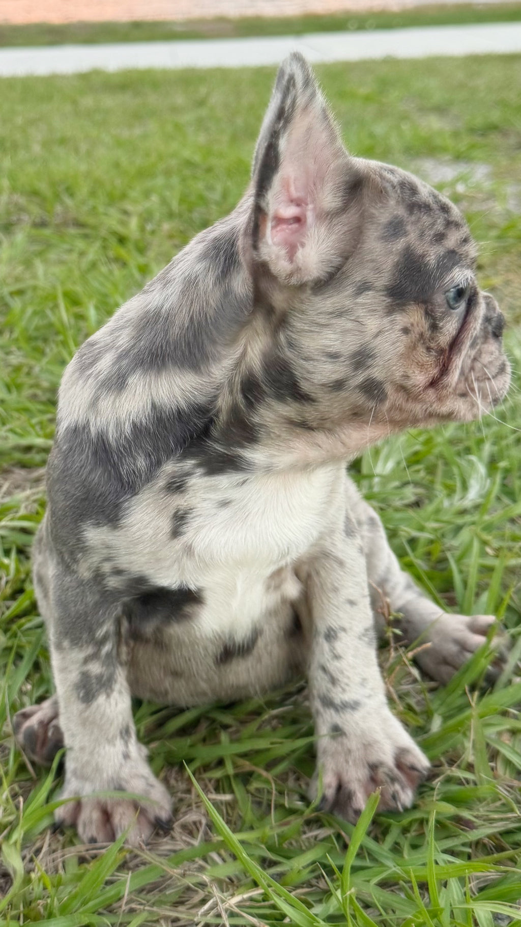 Denim - AKC Registered Female French Bulldog- DOB: (12/22/2025)