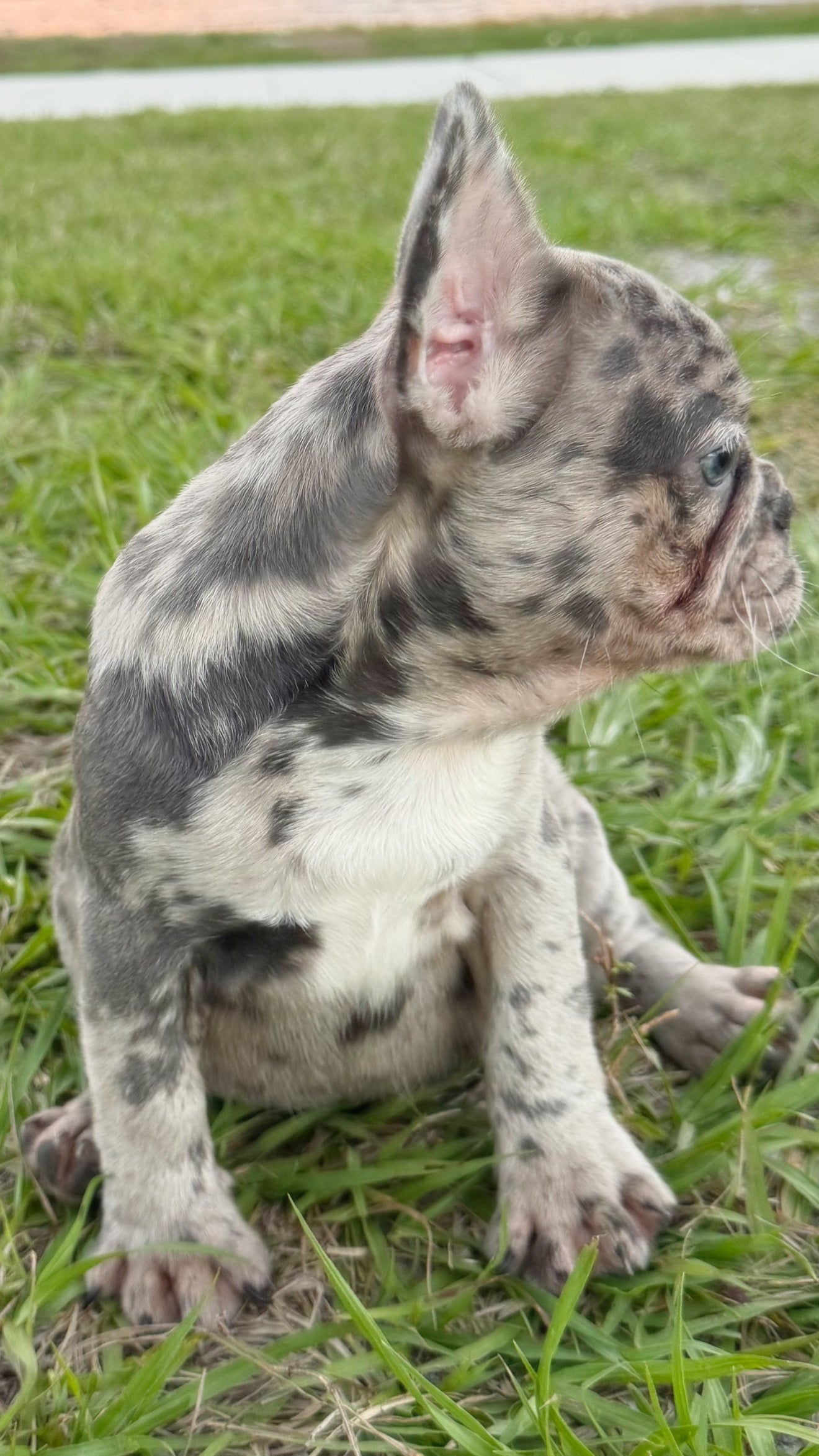 Denim - AKC Registered Female French Bulldog- DOB: (12/22/2025)