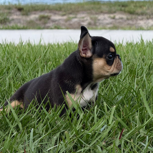 Nino- AKC Registered Male French Bulldog - DOB:(3/20/2026)