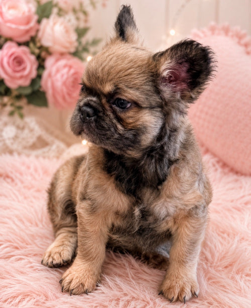Gracie- AKC Registered Female Fluffy French Bulldog - DOB:(4/22/2026)