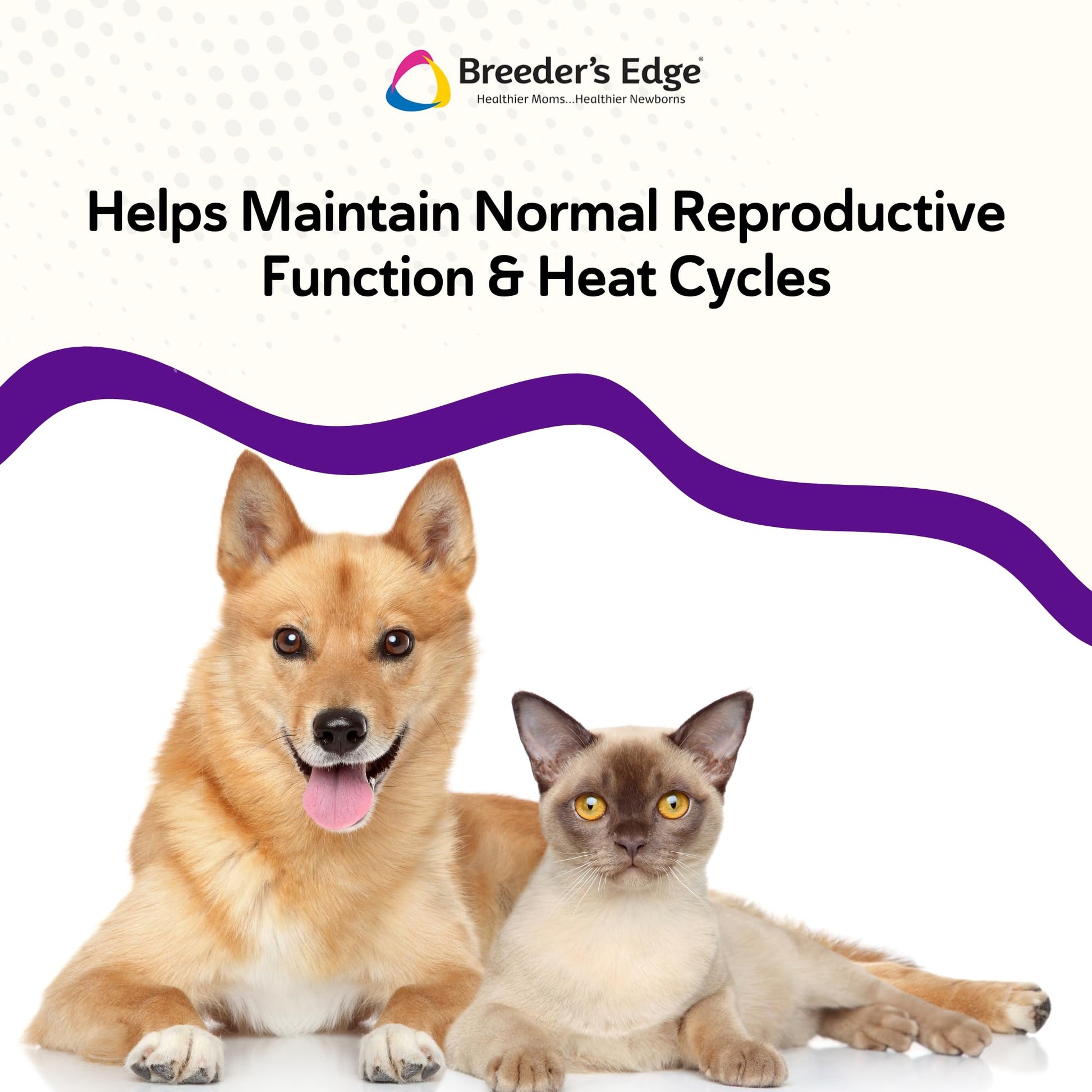 B Strong Powder Vitamin Supplement for Dogs and Cats 300g