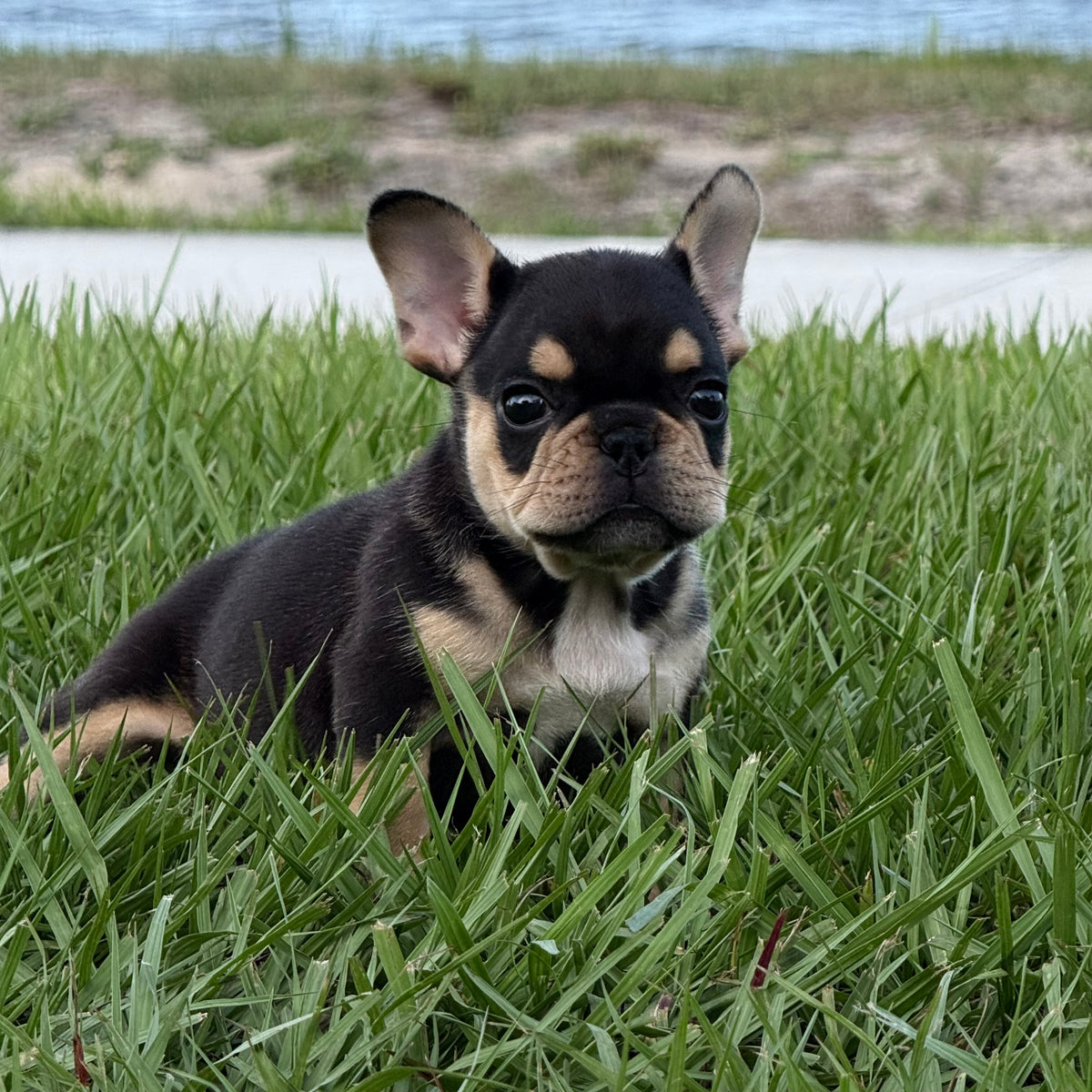 Nino- AKC Registered Male French Bulldog - DOB:(3/20/2026)