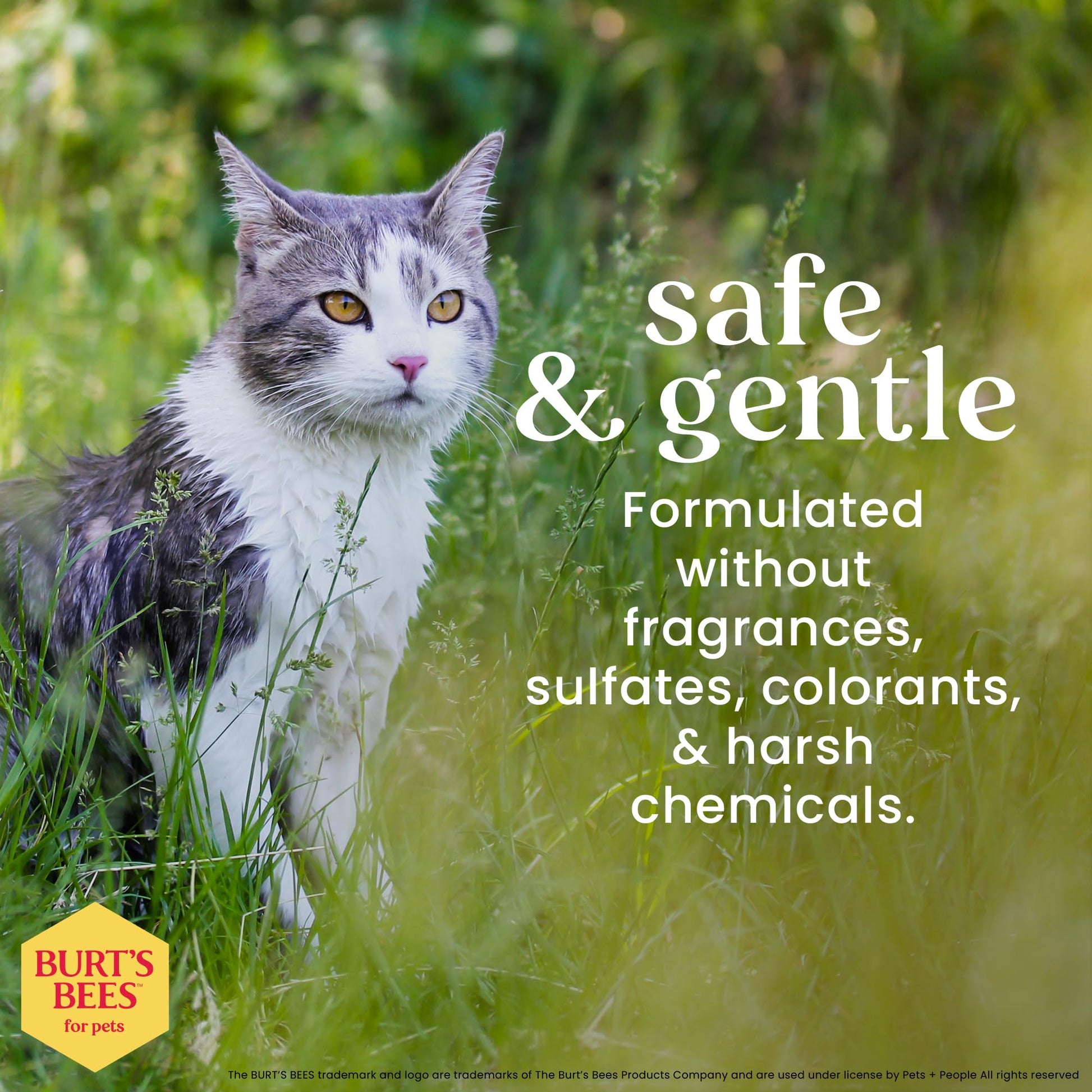 Burt's Bees for Pets Hypoallergenic Cat Shampoo with Shea Butter and Honey