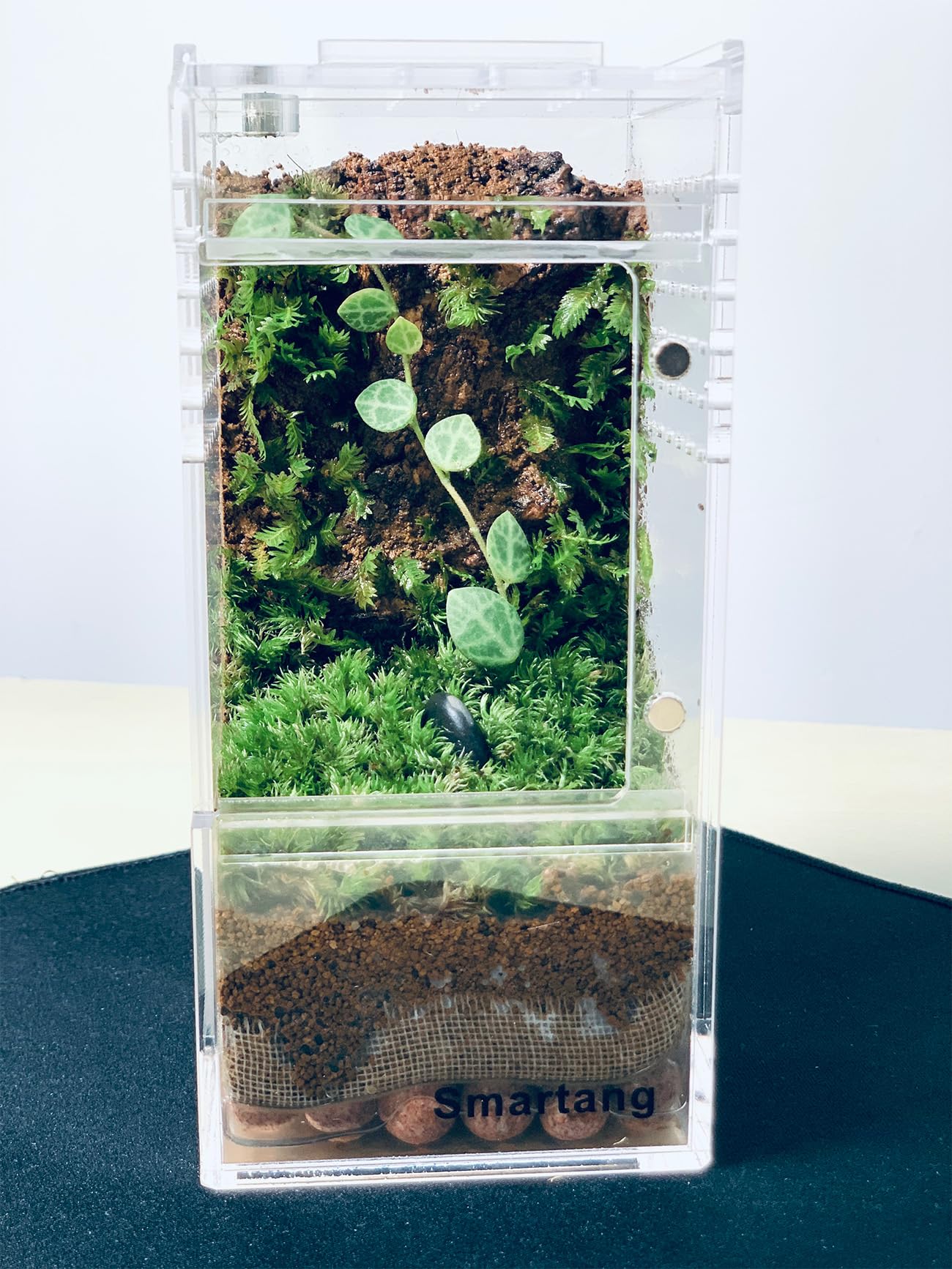 Spider Enclosure