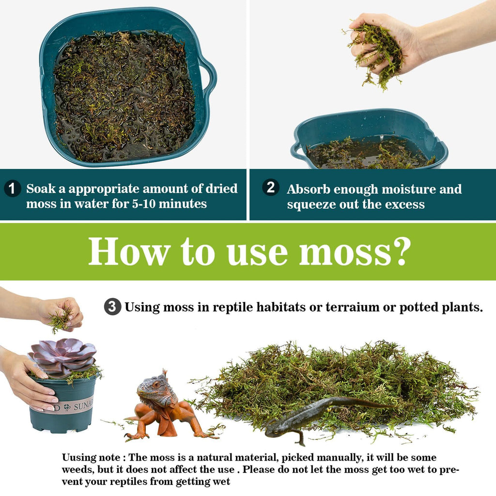 Moss for Reptiles - Terrarium Reptiles Moss Green Dried