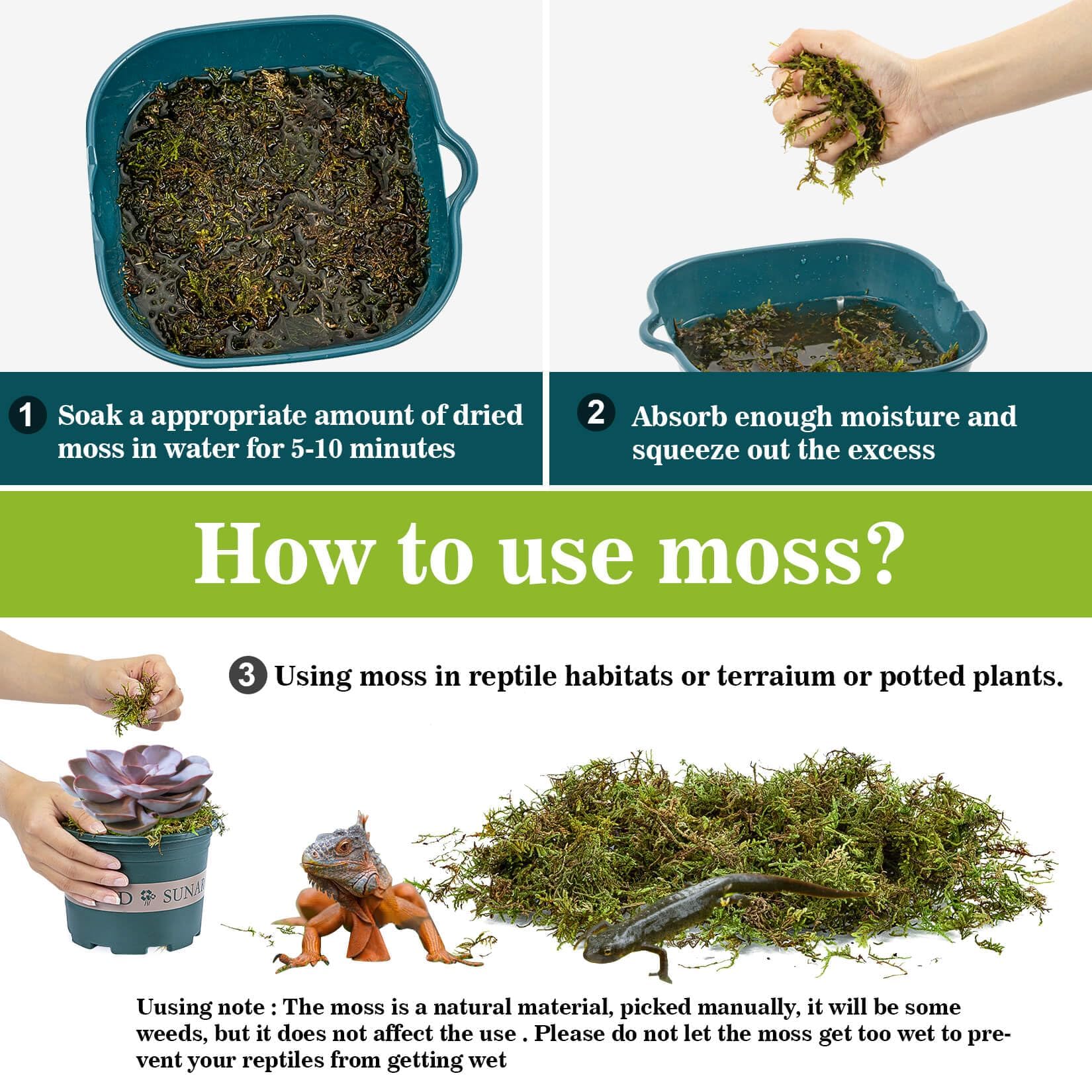Moss for Reptiles - Terrarium Reptiles Moss Green Dried
