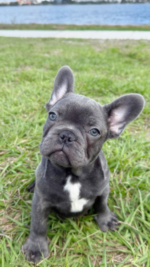 Denver - AKC Registered Male French Bulldog- DOB: (12/22/2025)
