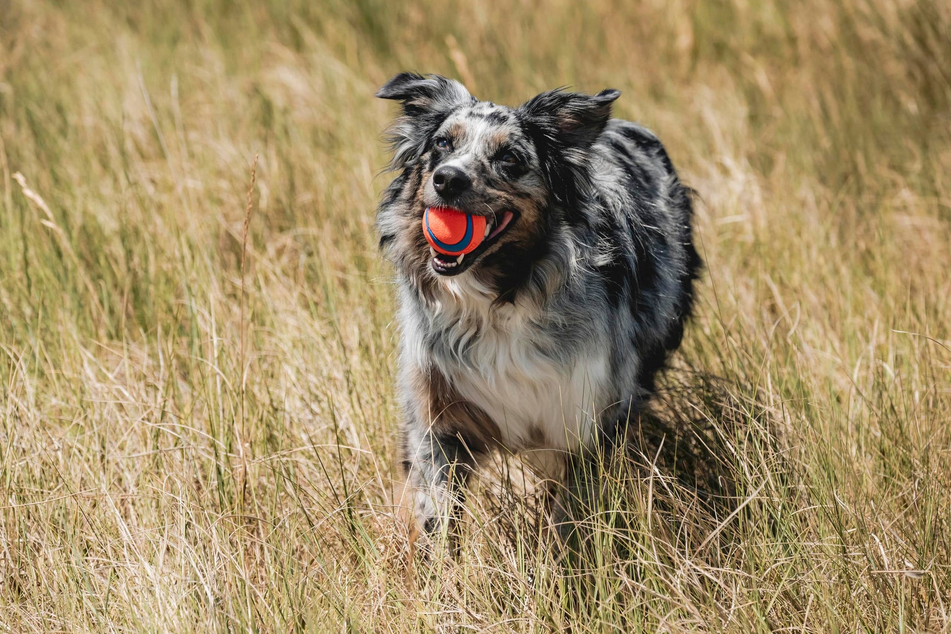 Ultra Ball Dog Toy - Medium Bouncy Fetch Balls For Dogs