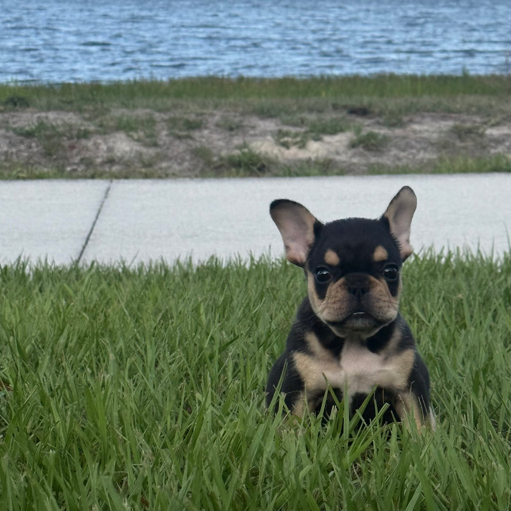 Nino- AKC Registered Male French Bulldog - DOB:(3/20/2026)