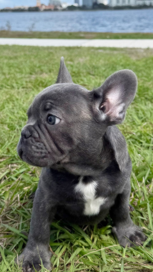 Denver - AKC Registered Male French Bulldog- DOB: (12/22/2025)