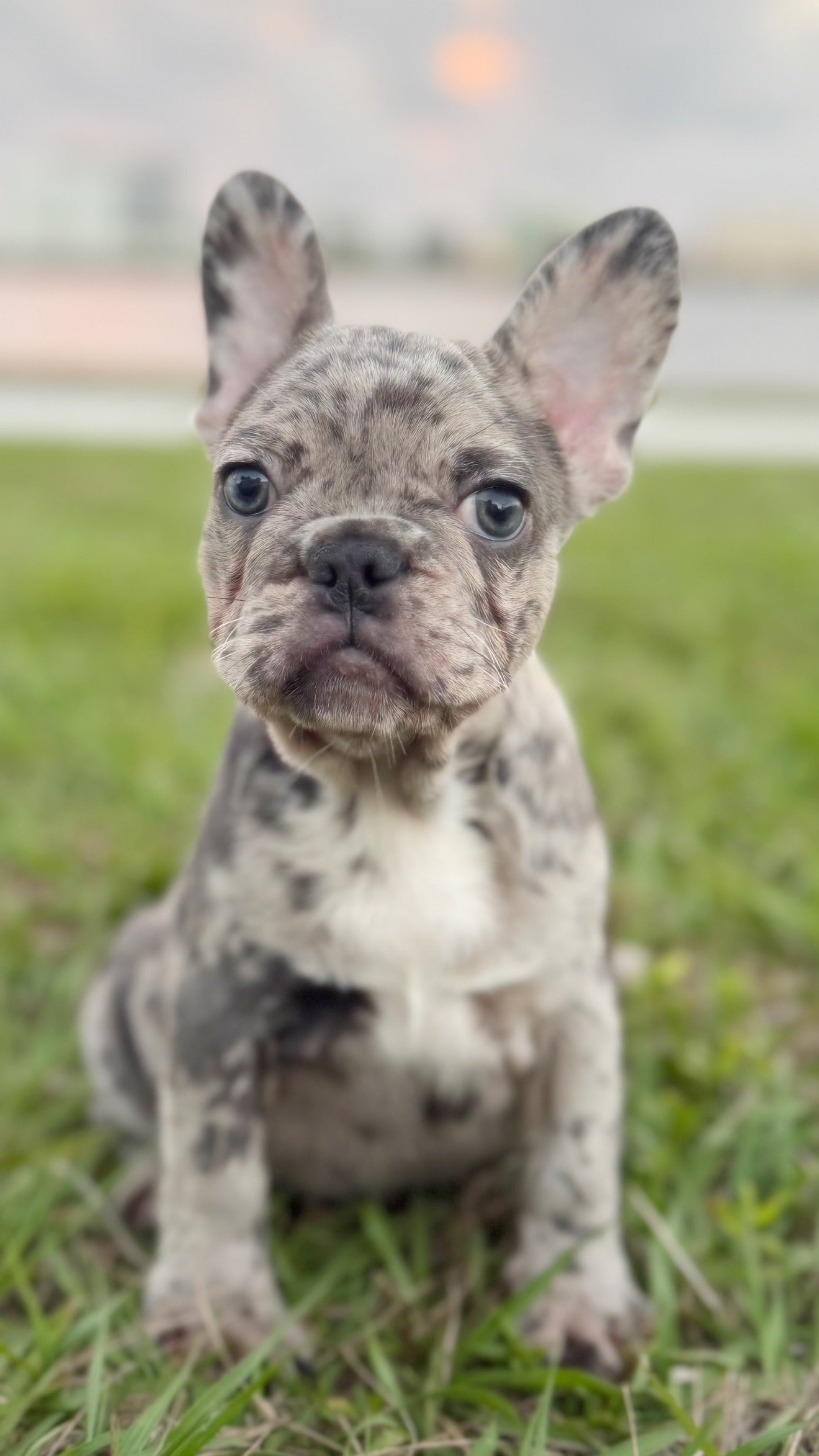 Denim - AKC Registered Female French Bulldog- DOB: (12/22/2025)
