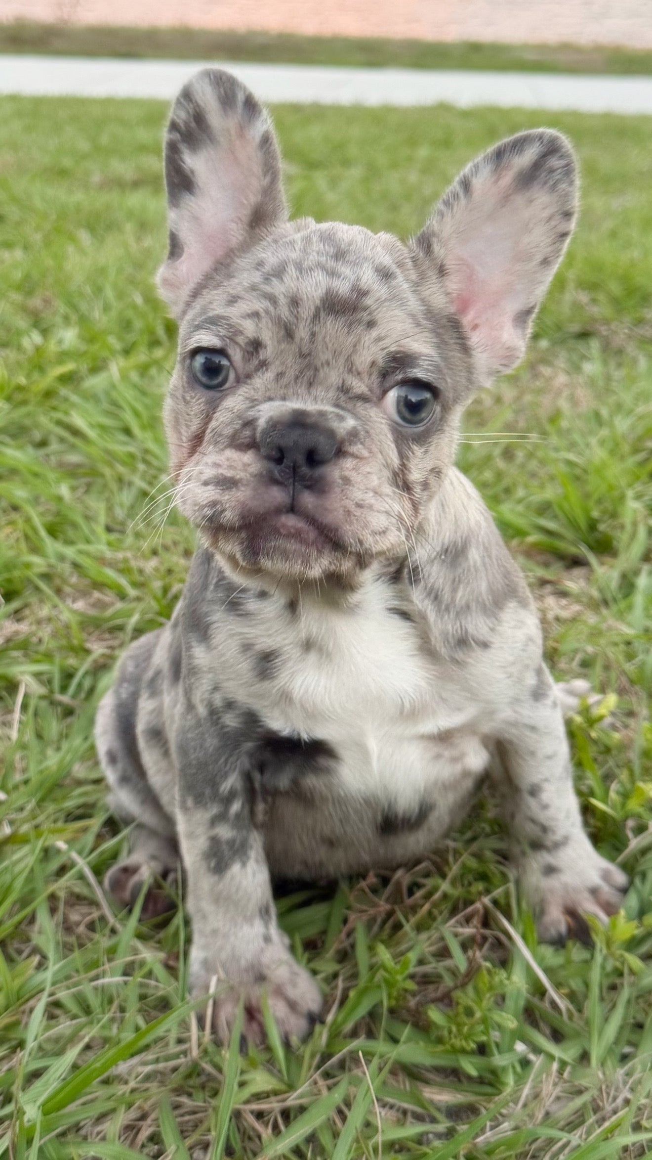 Denim - AKC Registered Female French Bulldog- DOB: (12/22/2025)