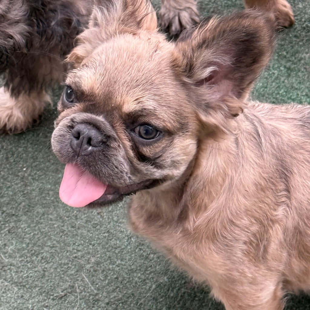 Gracie- AKC Registered Female Fluffy French Bulldog - DOB:(4/22/2026)