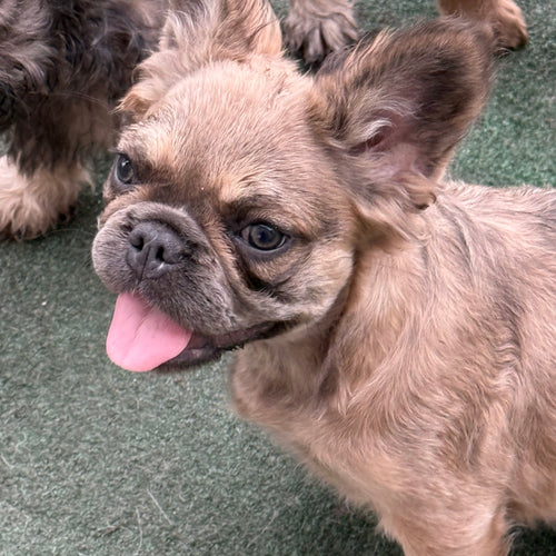 Gracie- AKC Registered Female Fluffy French Bulldog - DOB:(4/22/2026)