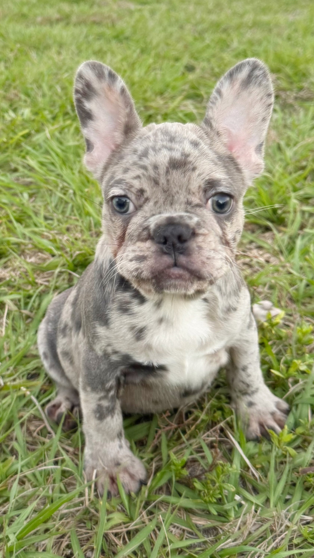 Denim - AKC Registered Female French Bulldog- DOB: (12/22/2025)
