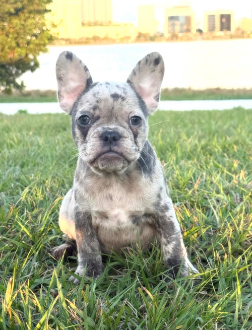 Dotti - AKC Registered Female French Bulldog - DOB:(12/22/2025)