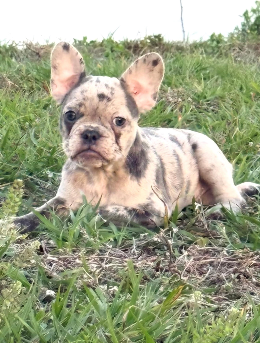 Dotti - AKC Registered Female French Bulldog - DOB:(12/22/2025)