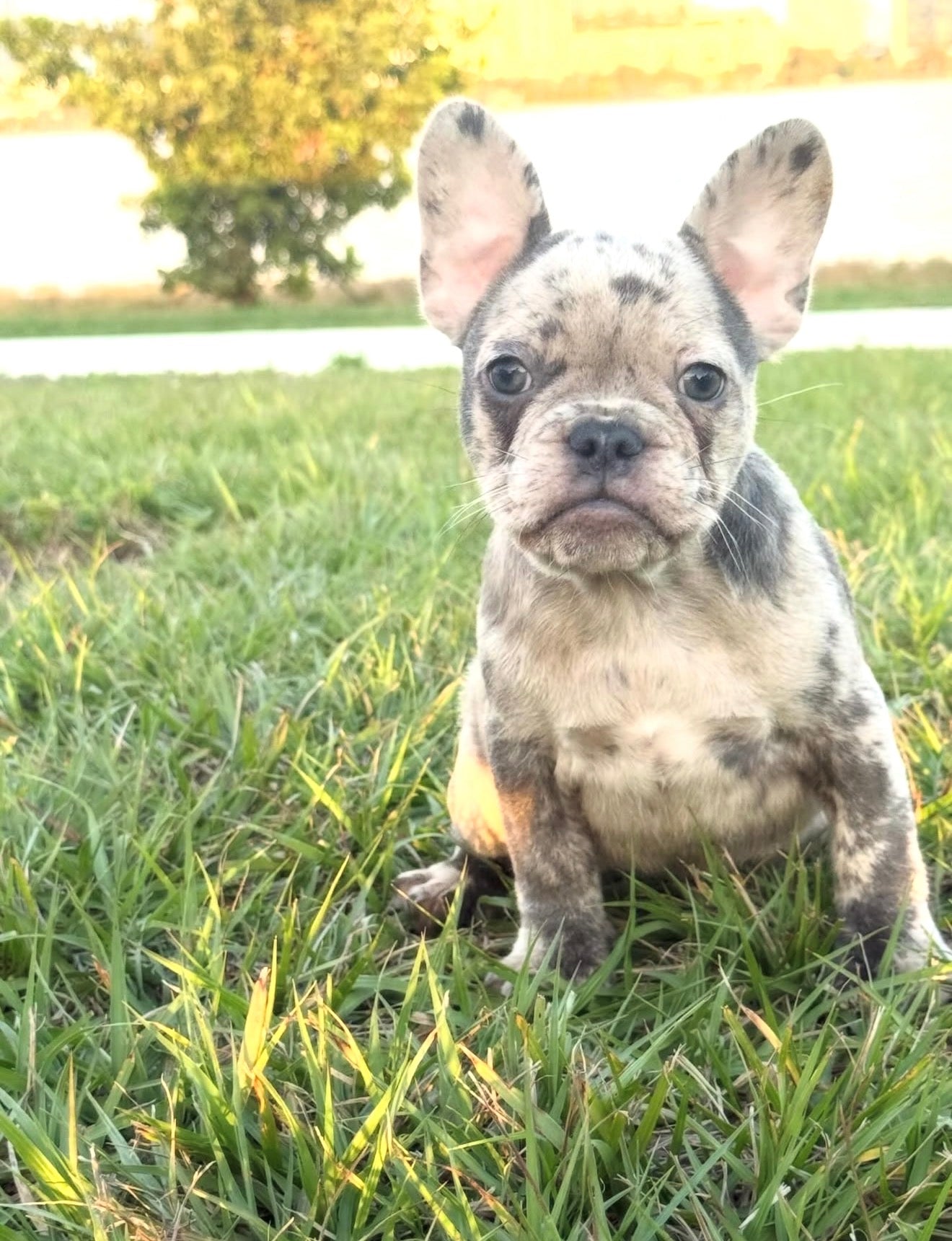 Dotti - AKC Registered Female French Bulldog - DOB:(12/22/2025)
