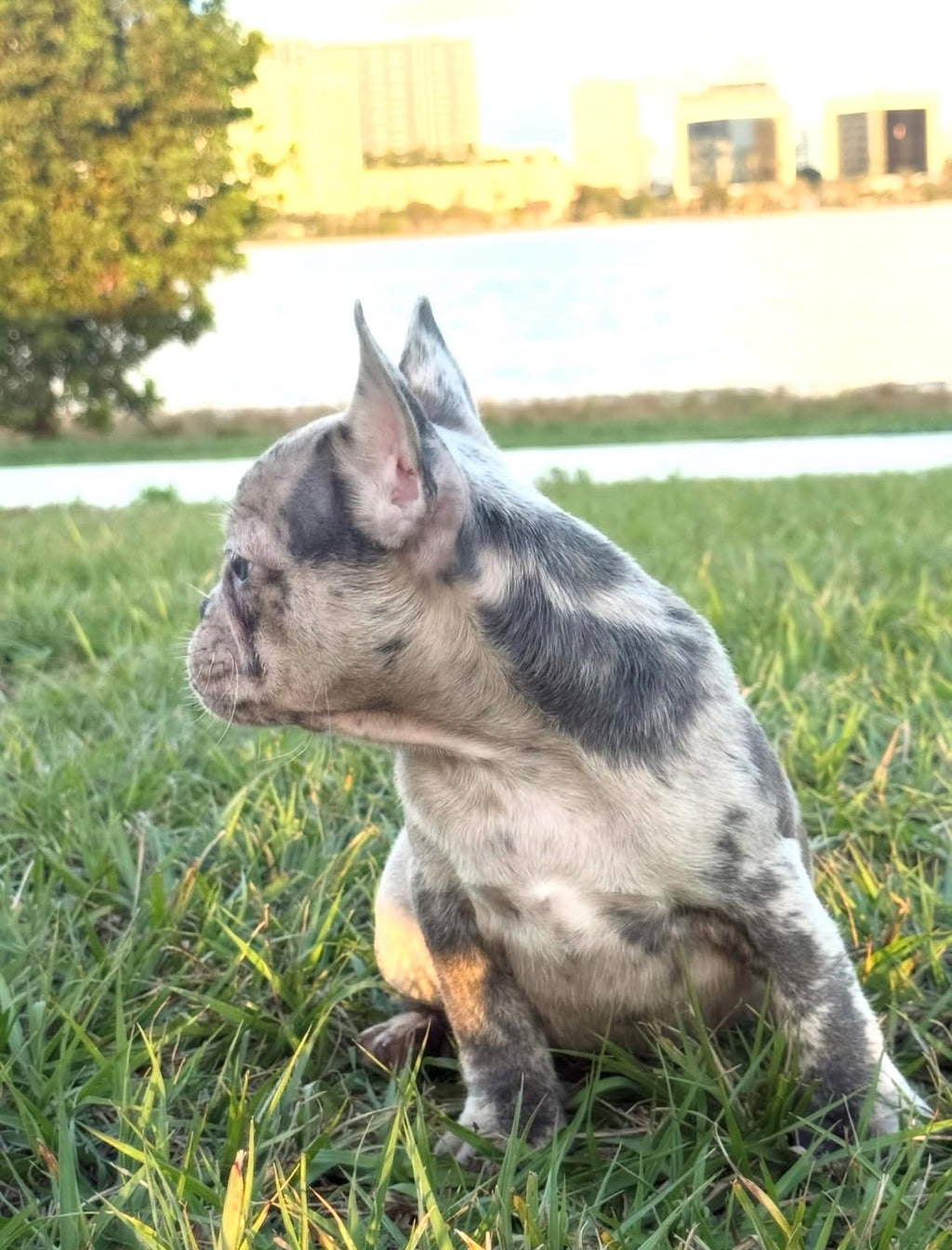 Dotti - AKC Registered Female French Bulldog - DOB:(12/22/2025)