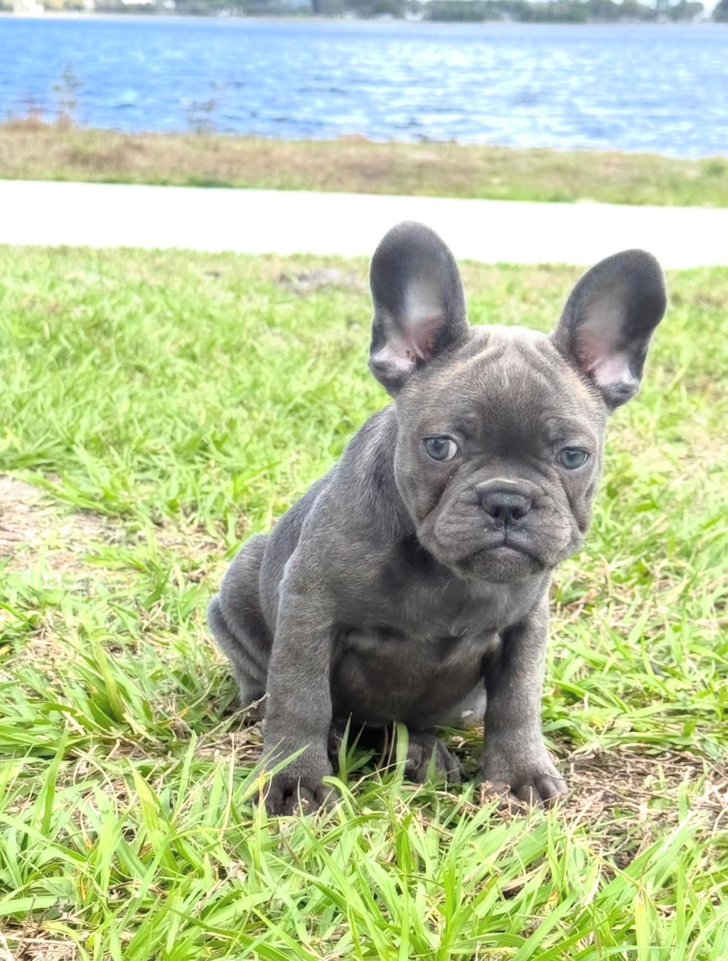 Daisy - AKC Registered Female French Bulldog - DOB: (12/22/2025)