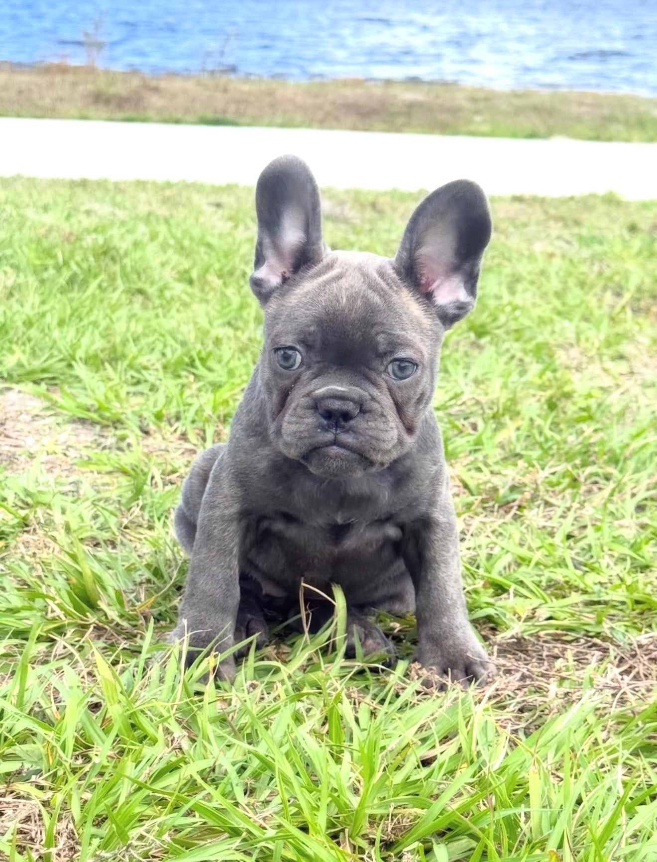 Daisy - AKC Registered Female French Bulldog - DOB: (12/22/2025)