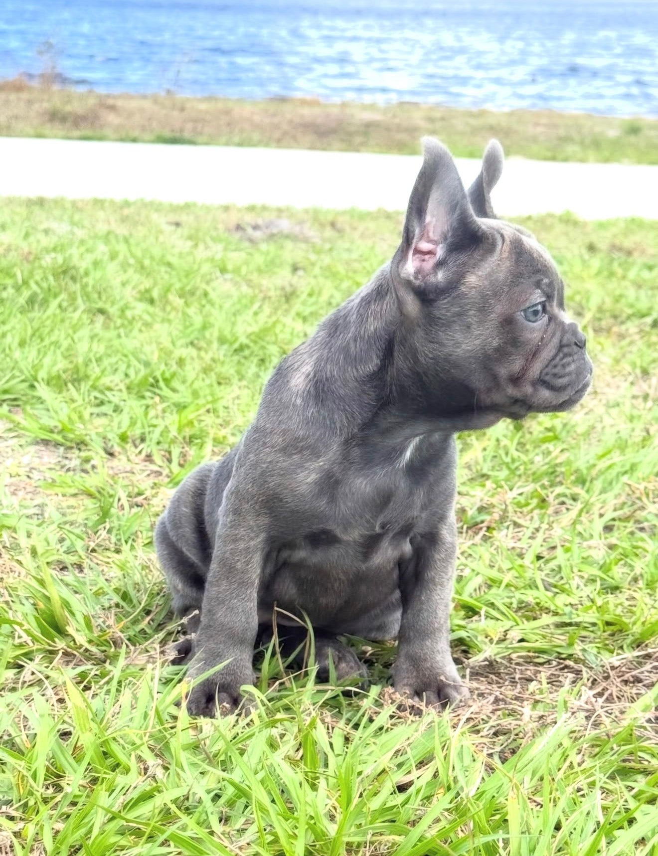 Daisy - AKC Registered Female French Bulldog - DOB: (12/22/2025)