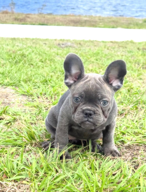 Daisy - AKC Registered Female French Bulldog - DOB: (12/22/2025)