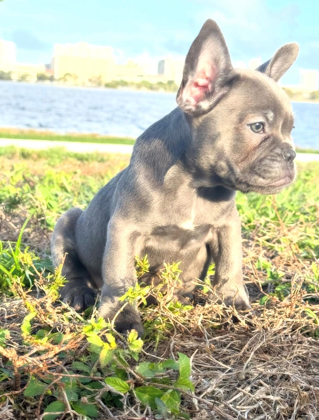 Dox - AKC Registered Male French Bulldog- DOB: (12/22/2025)