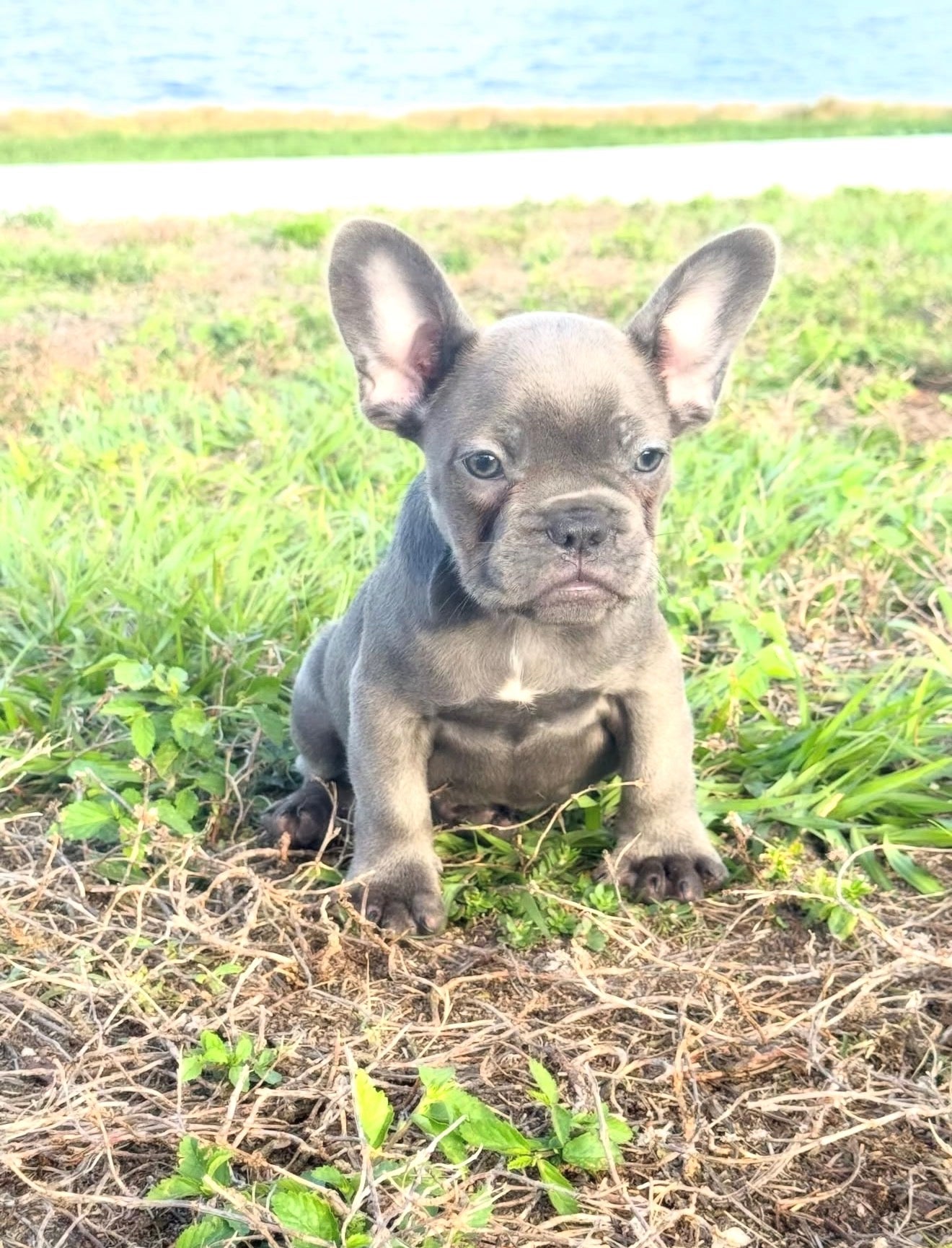 Dox - AKC Registered Male French Bulldog- DOB: (12/22/2025)