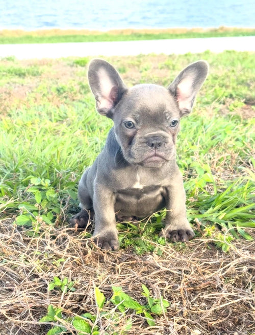 Dox - AKC Registered Male French Bulldog- DOB: (12/22/2025)