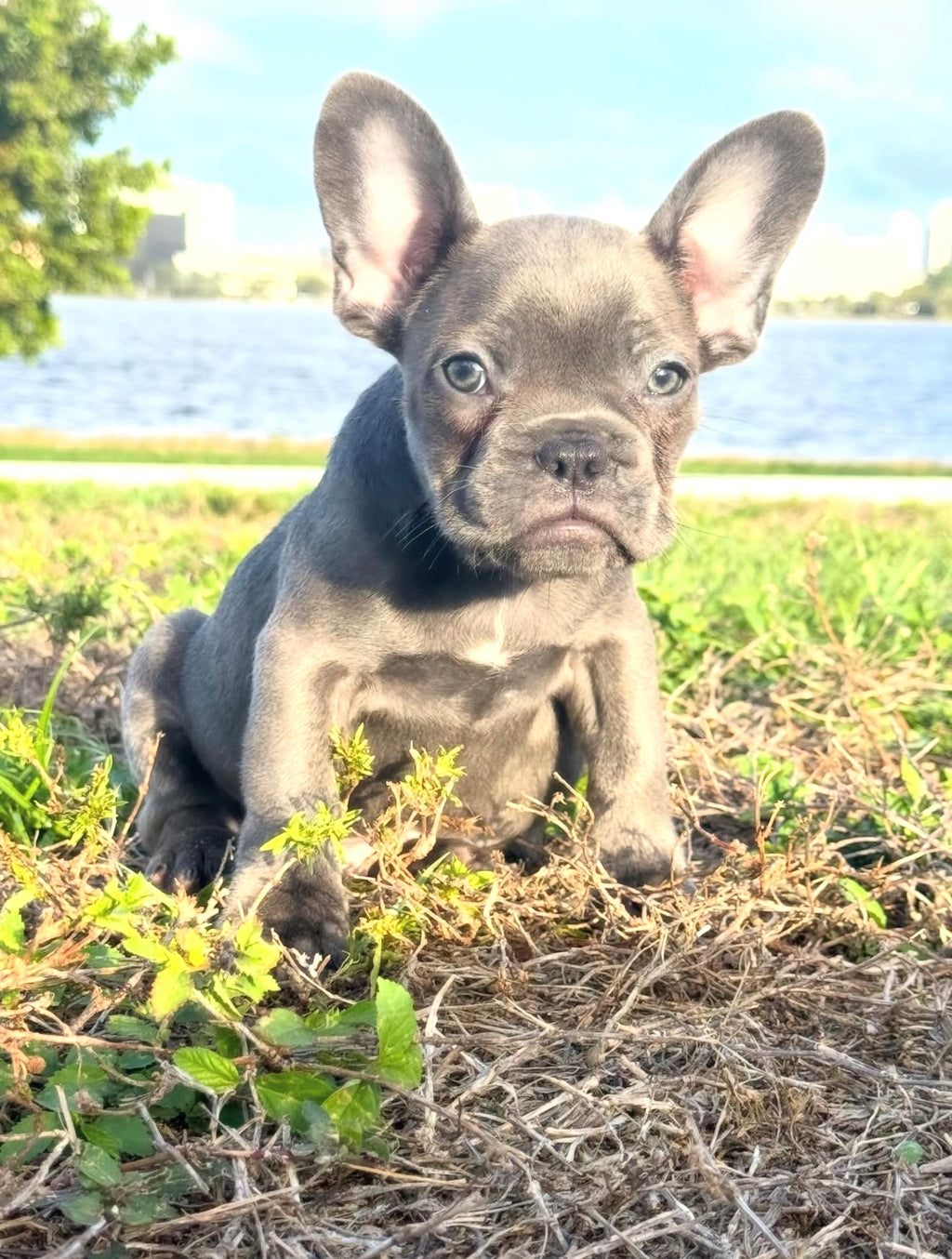 Dox - AKC Registered Male French Bulldog- DOB: (12/22/2025)