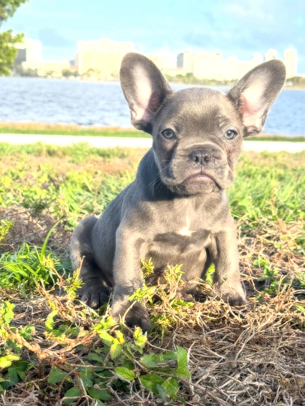 Dox - AKC Registered Male French Bulldog- DOB: (12/22/2025)
