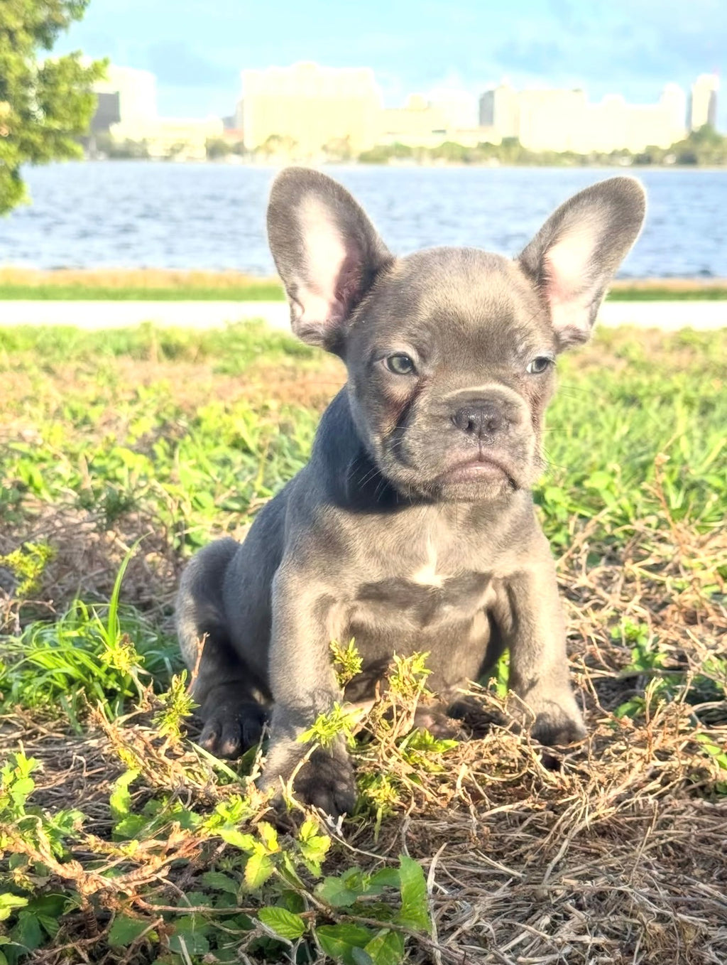 Dox - AKC Registered Male French Bulldog- DOB: (12/22/2025)
