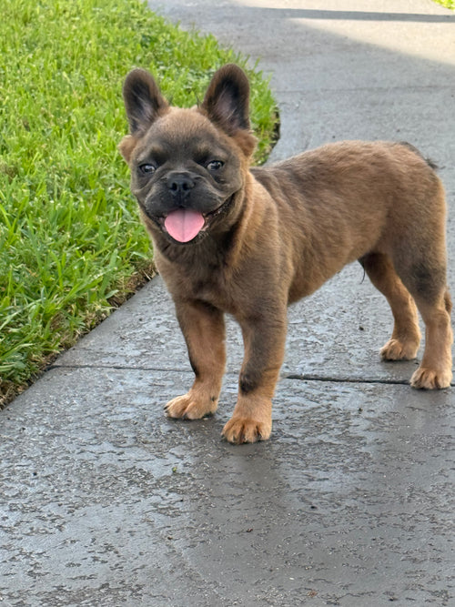 Gizmo - AKC Registered Male Fluffy French Bulldog - DOB:(4/22/2026)