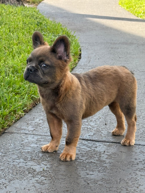 Gizmo - AKC Registered Male Fluffy French Bulldog - DOB:(4/22/2026)